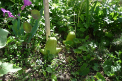 1_thumbnail_P1070741